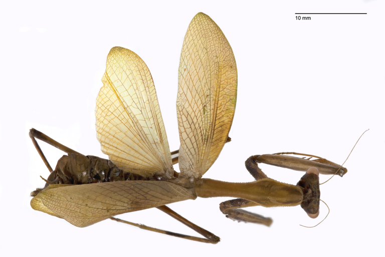 https://the-citizen-web-assets-us.s3.amazonaws.com/uploads/2018/02/13213824/KAubreymantis3-1.png