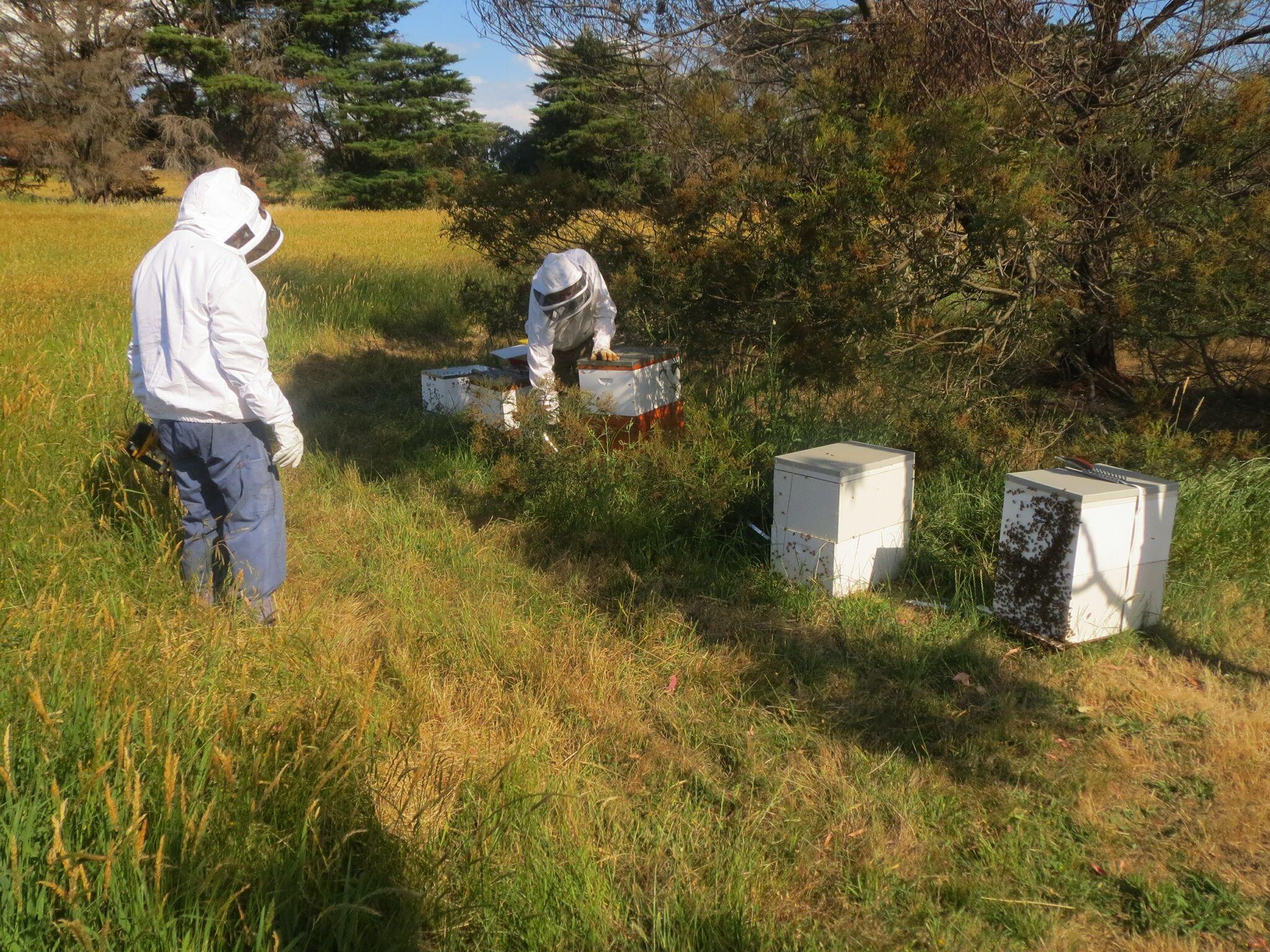 https://the-citizen-web-assets-us.s3.amazonaws.com/uploads/2018/02/13223313/bee20hives-1.jpg