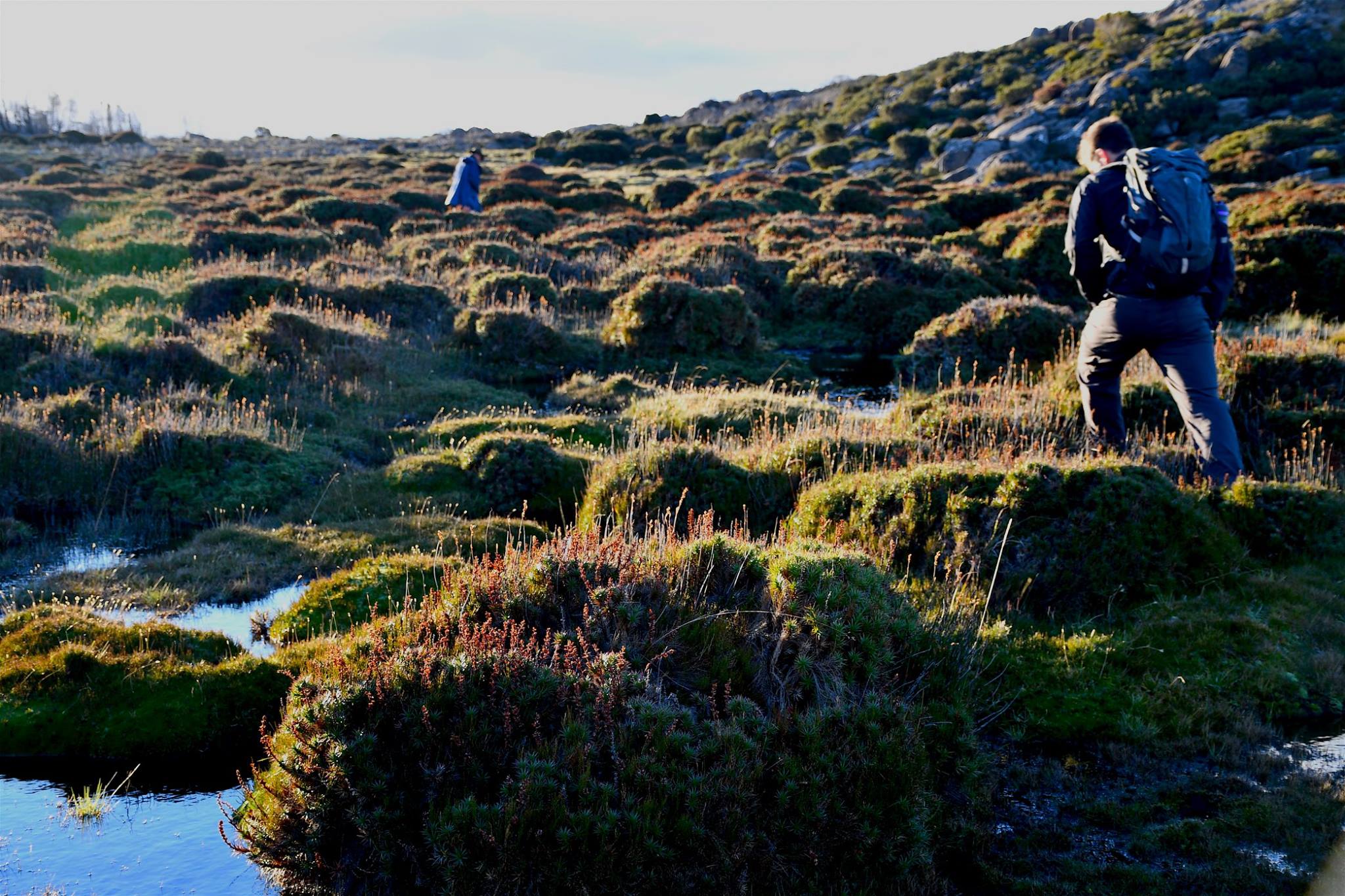 Scientists navigate their way across a button grass moorland on the Central Highlands plateau, part of the Tasmanian Wilderness World Heritage Area. Photo: Jo Chandler