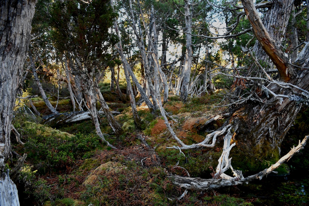 A grove of Athrotaxis cupressoides, or pencil pines, a relic Gondwanan species surviving in the Tasmanian wilderness. Photo: Jo Chandler