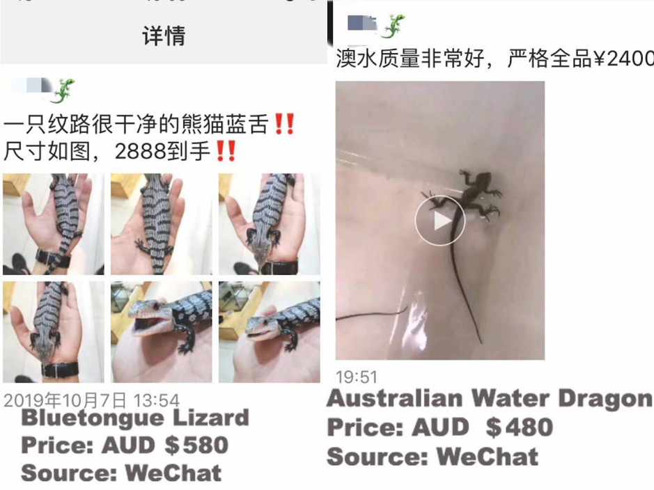 Advertisements on WeChat selling Australian reptiles