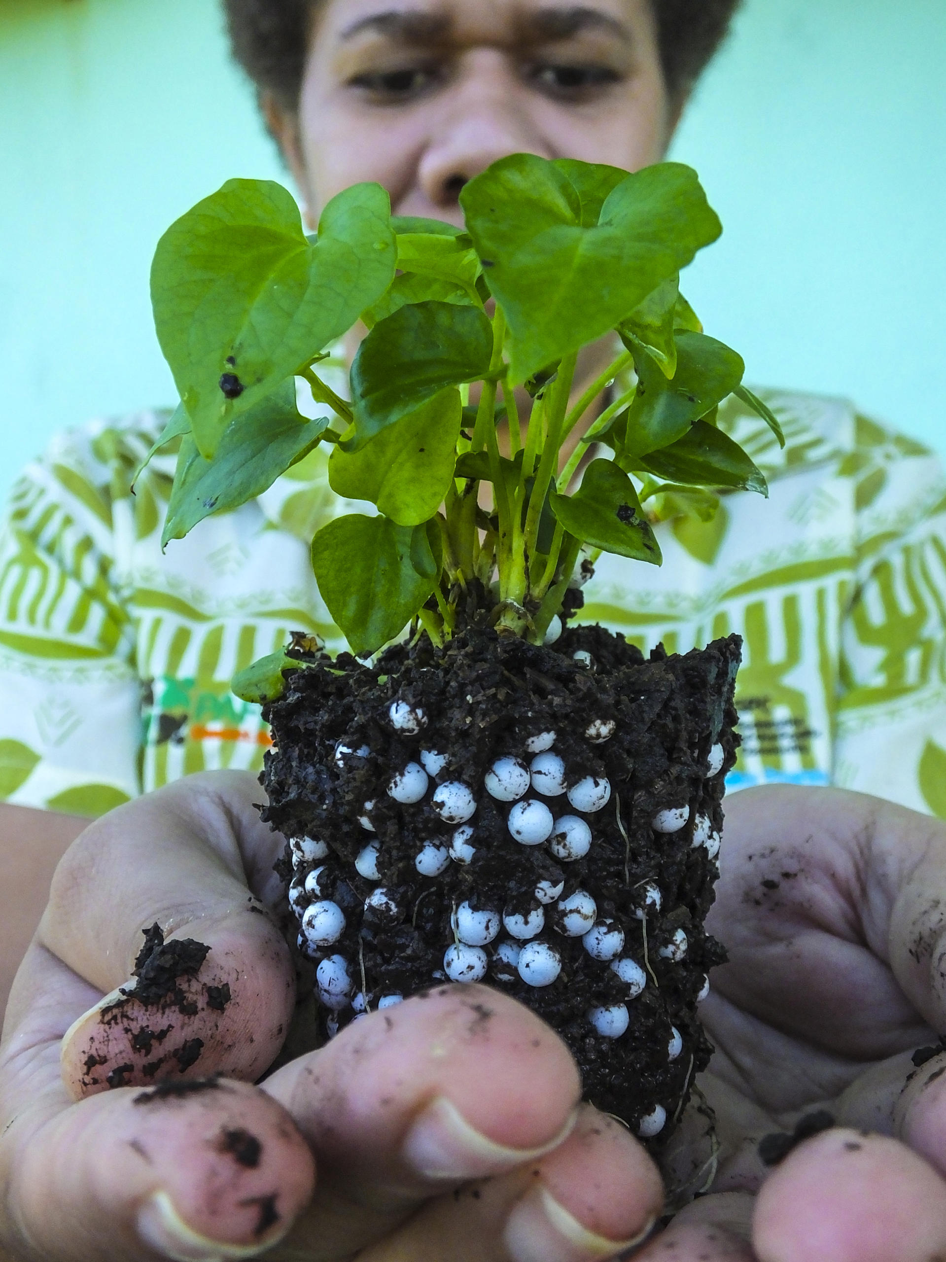 “Now countries are facing the climate emergency we are actually seeing how these crops are being more resilient. So, we are building up more data as we go”: Acting curator Centre for Pacific Crops and Trees Ulamila Lutu