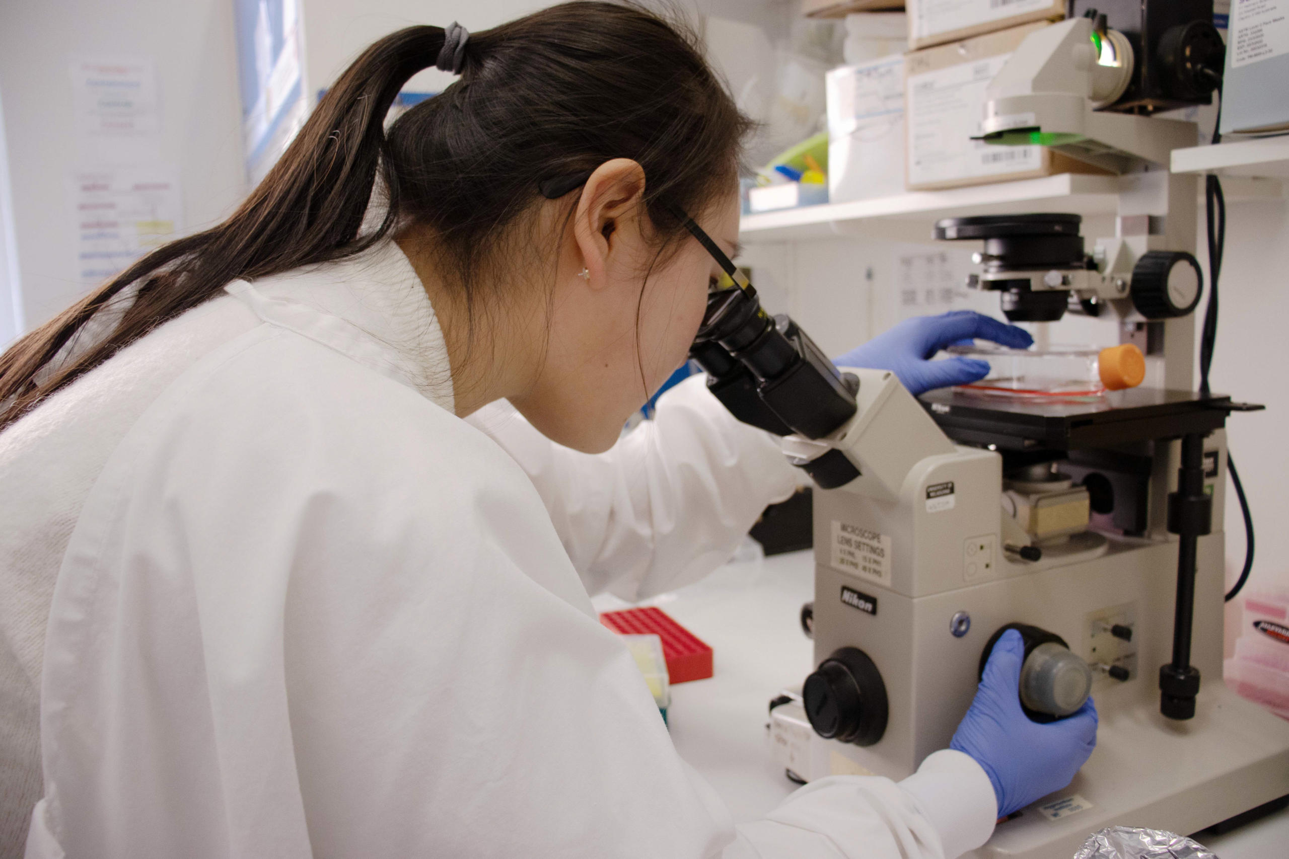 Placing the culture cells under a microscope, Ms Wu checks to see how the cells have grown after a week of development. Image credit: Fiona Wang