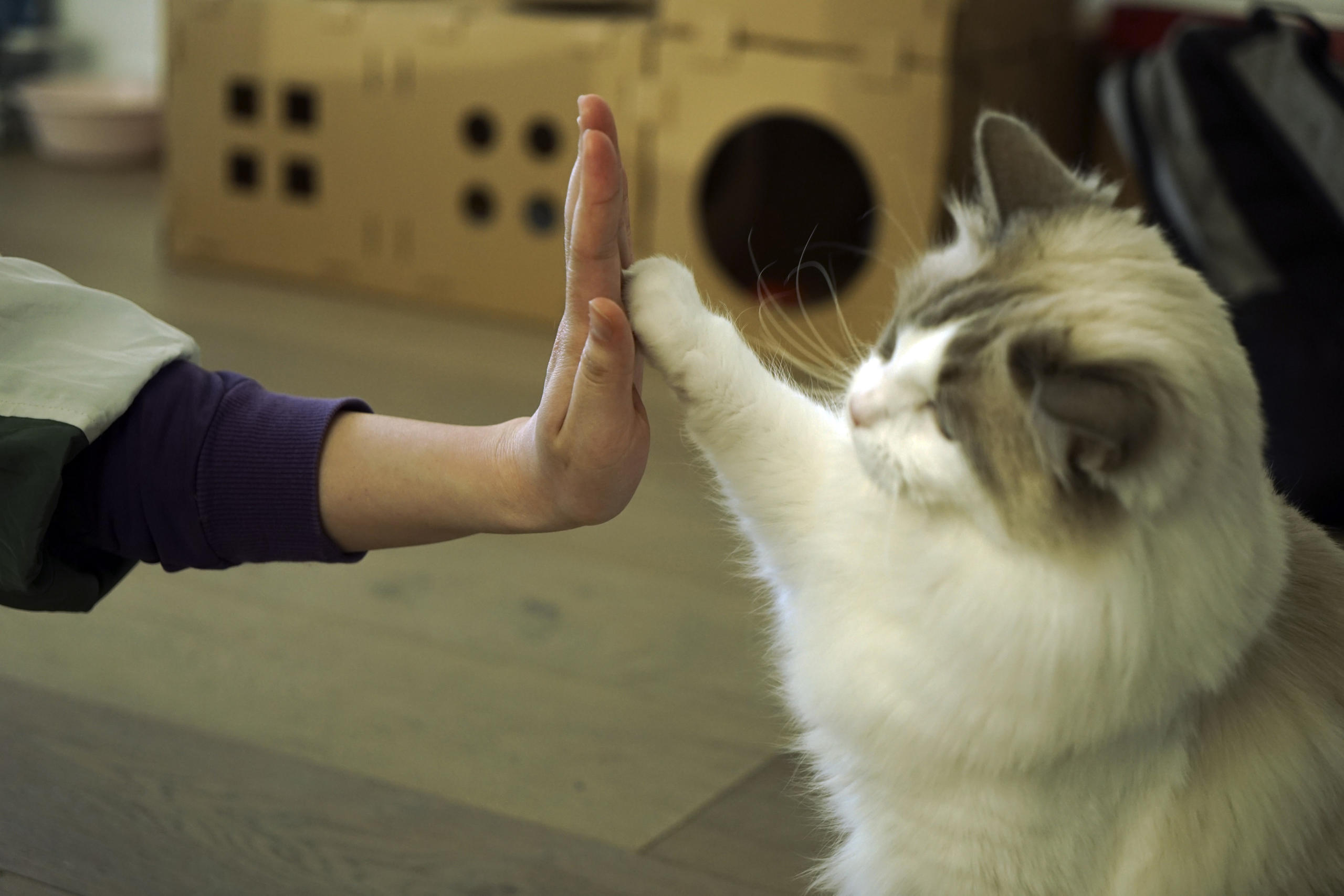 Bachelor of Commerce student Ming Deng sometimes feels a loss of motivation and direction stuck in his home Melbourne&rsquo;s now sleepy CBD. His cat Nomy has provided much-needed physical touch and released some of the pressure and feelings of loneliness during Melbourne&rsquo;s lockdown. Photo: Die Hu