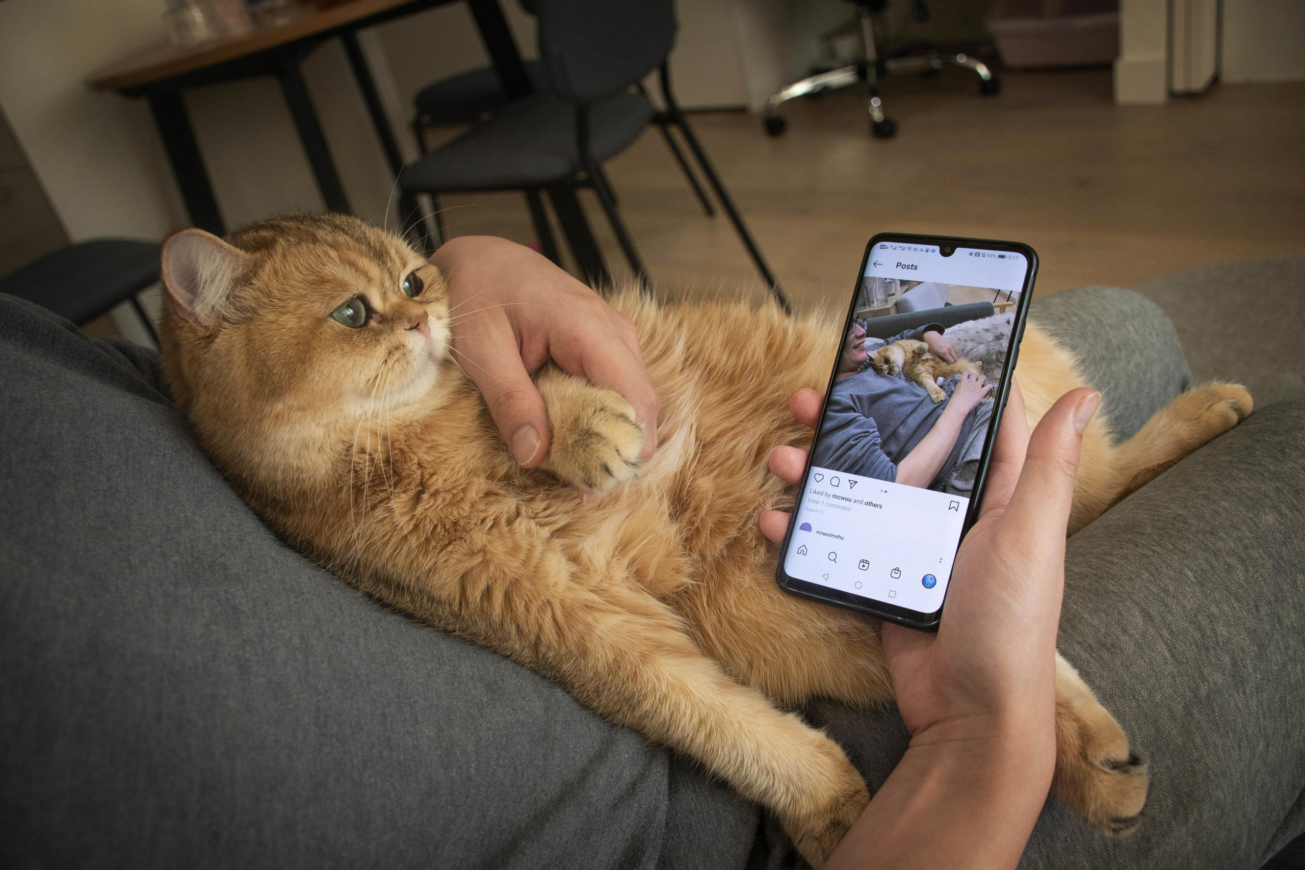 Peng has been sharing photos of Jewel on Instagram. Through this, he has met many pet owners on the platform who are also living alone and have their pet as a companion. &ldquo;I never thought the cat would be a bridge to make new friends under the Melbourne lockdown. What he brings me is much more than I imagined,&rdquo; Peng says. Photo: Chenlu Chen