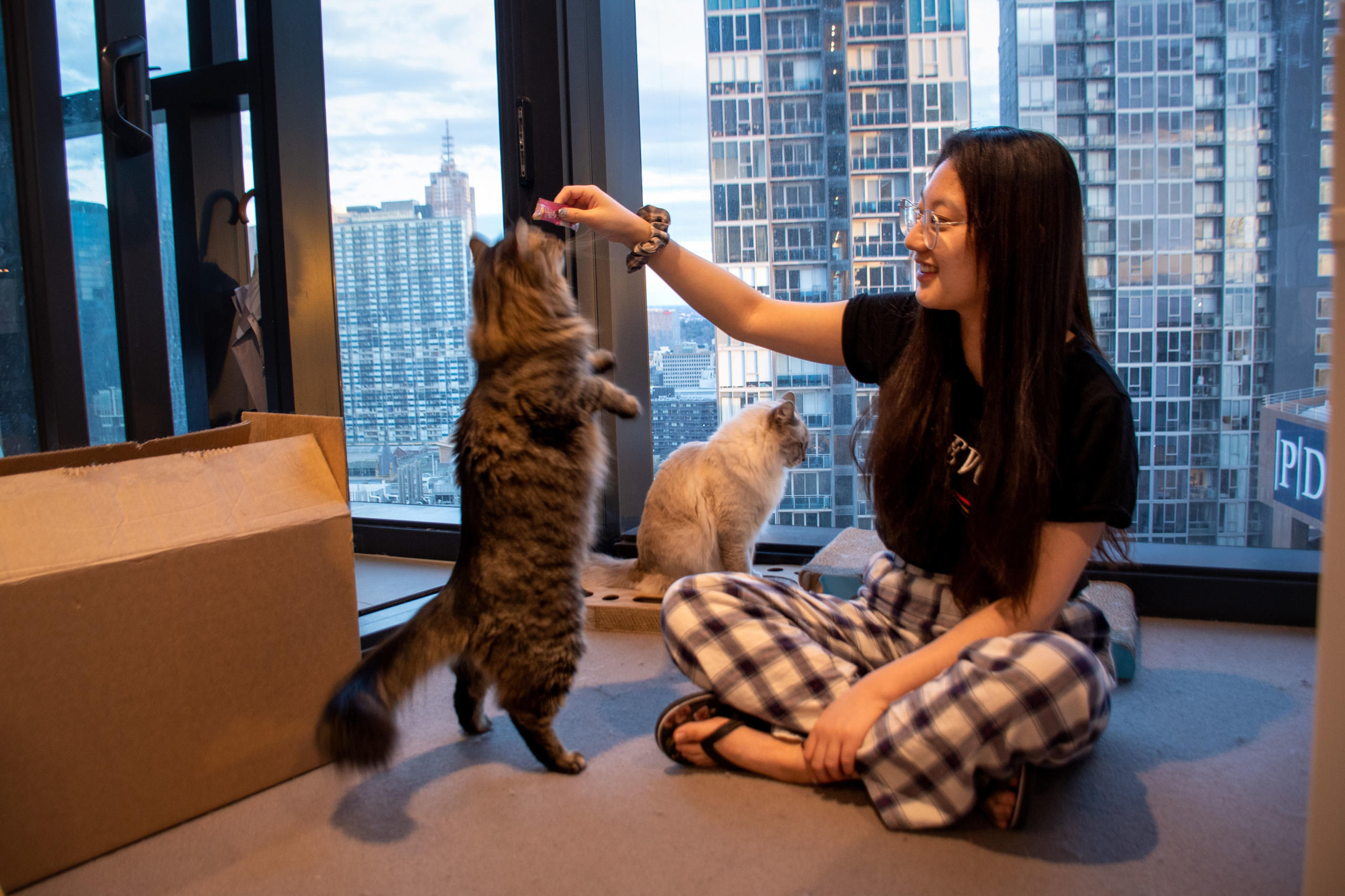 Master student, Scarlett Xie plays with Kiwi and Million in her apartment overlooking Melbourne&rsquo;s CBD. She adopted Million and Kiwi from Melbourne&rsquo;s Lost Dogs Home. Photo: Xiao Zhu