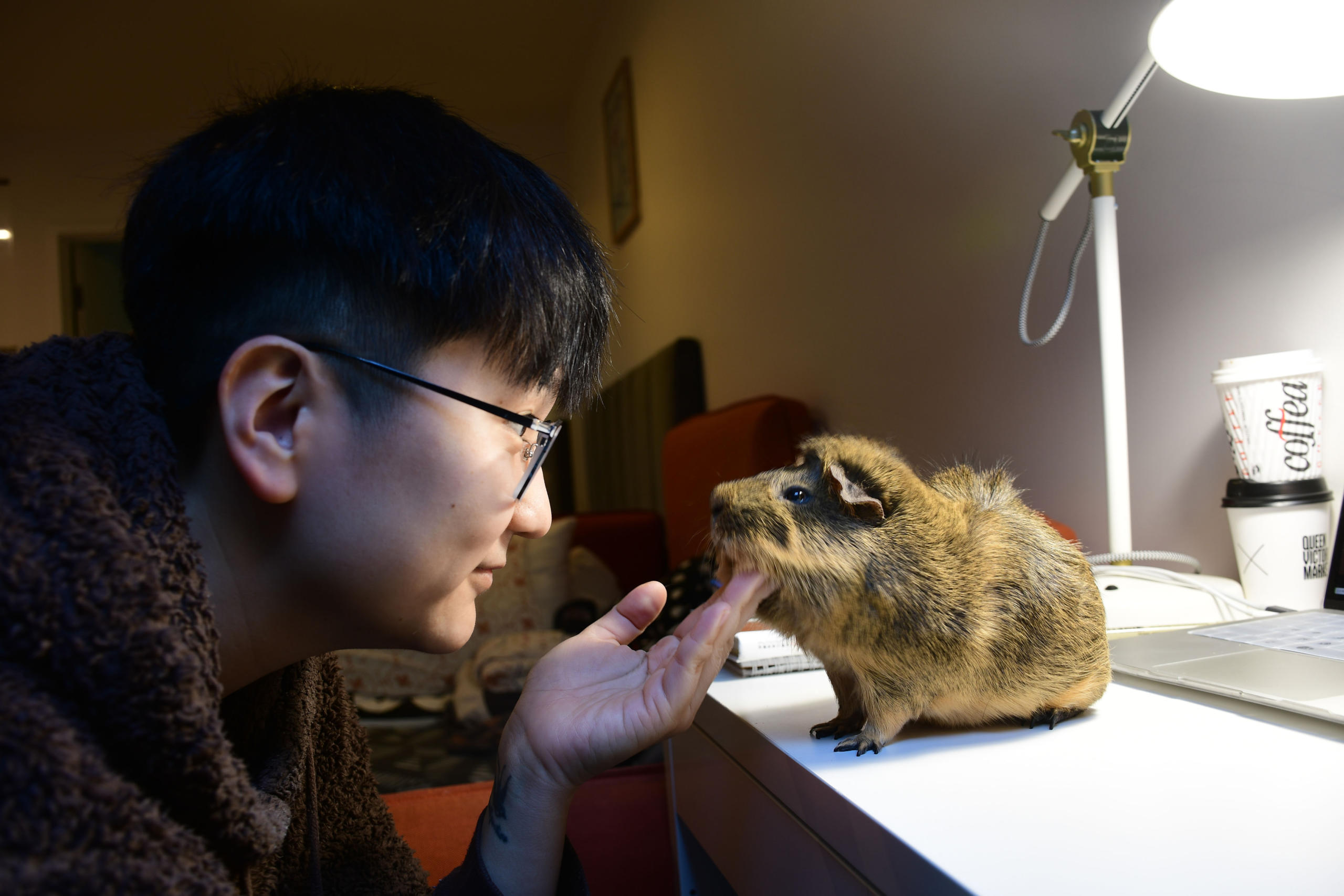 University of Melbourne student Breda Guan, says his 21-month old guinea pig has brought him a lot of joy while living alone during Melbourne&rsquo;s consecutive lockdowns. Photo: Yue Gong.