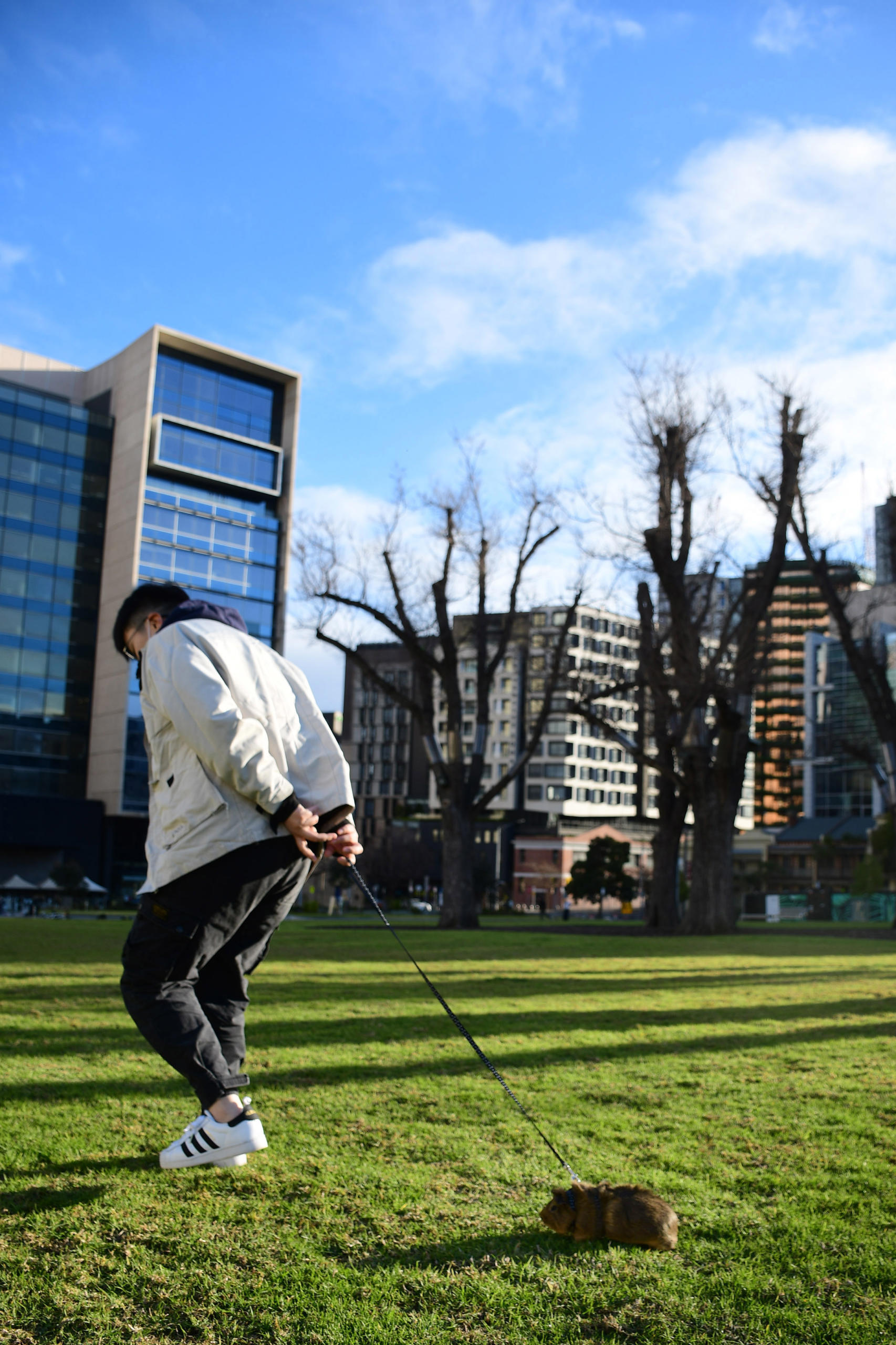 Brena like to take Tiger for walks in Lincoln Square, Carlton. But after ten minutes, Tiger usually lays on the grass and doesn&rsquo;t want to continue. Photo: Yue Gong.