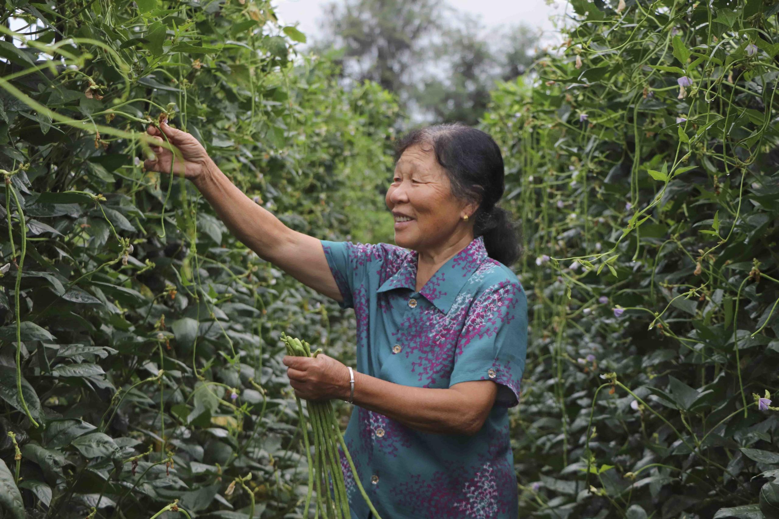 Xianzhou village harvest