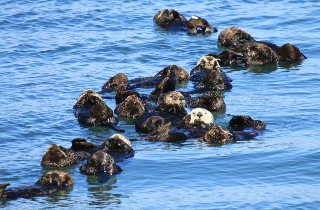 Sea otters rafting. Photo by<br>USFWS Pacific Southwest Region licensed under CC BY 2.0.