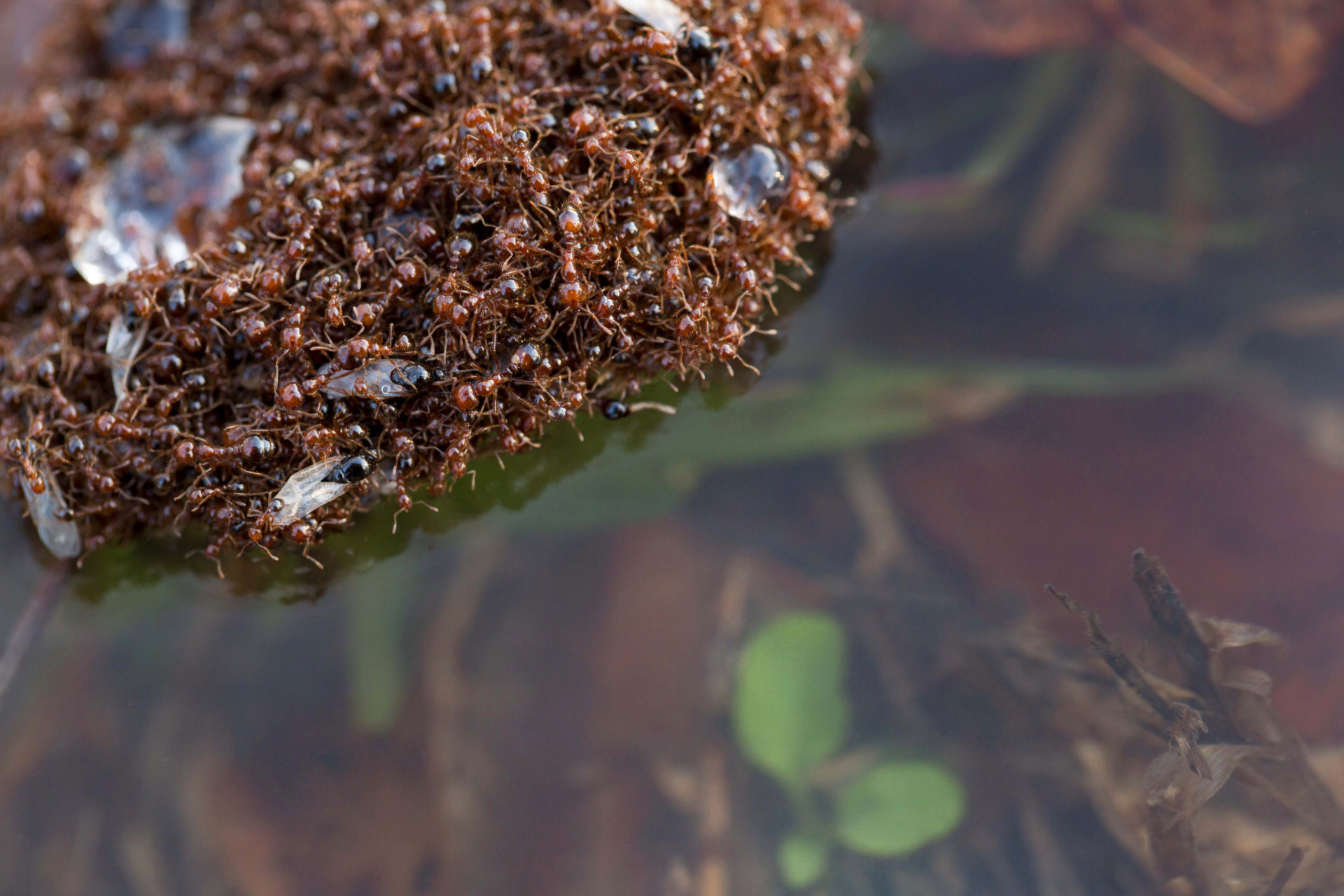 Fire ants are on the march – and you’ll know all about it when you get bitten