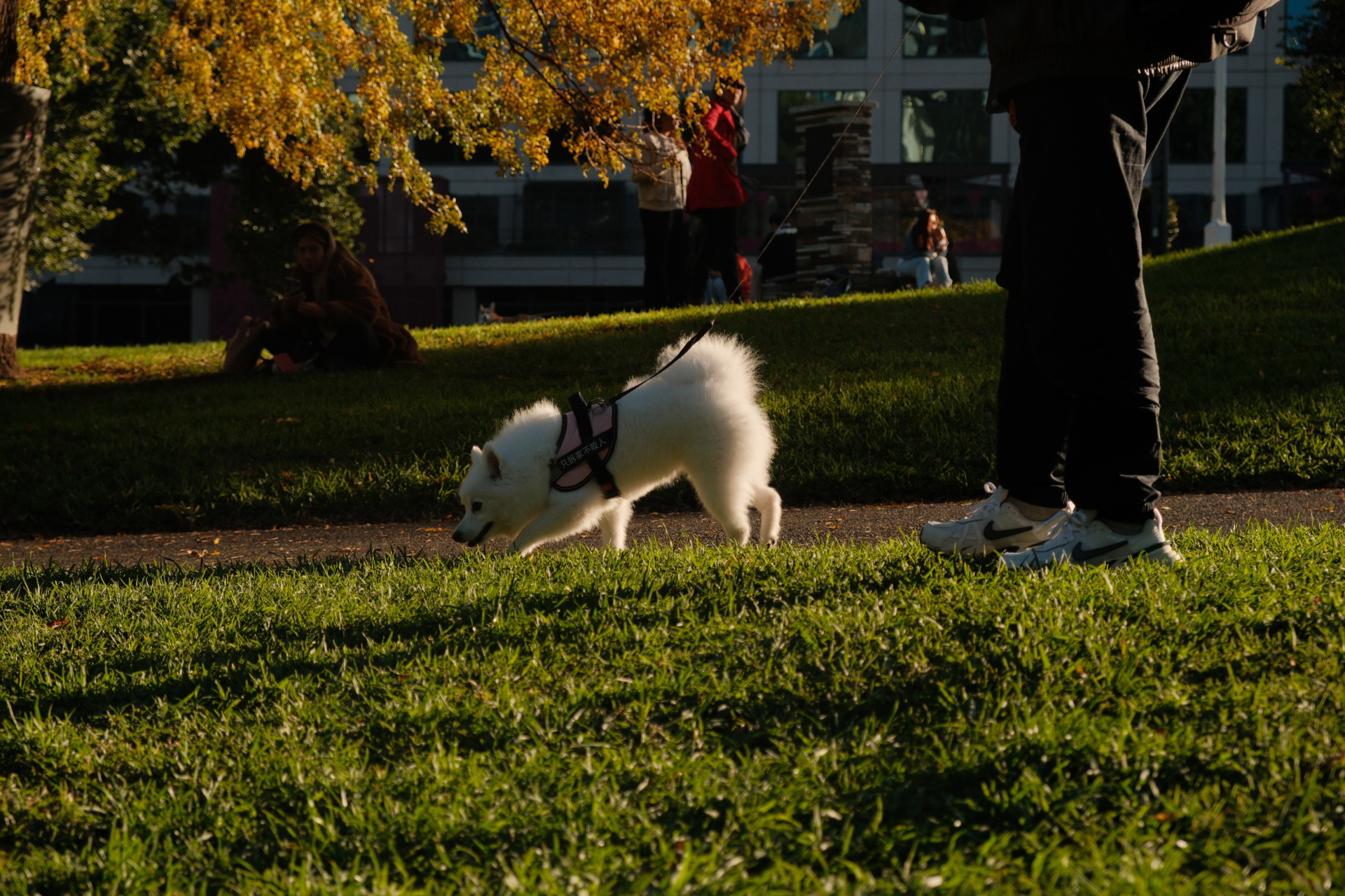 Tofu at the park with her pet sitter. Photo bu Yuxuan Ge.