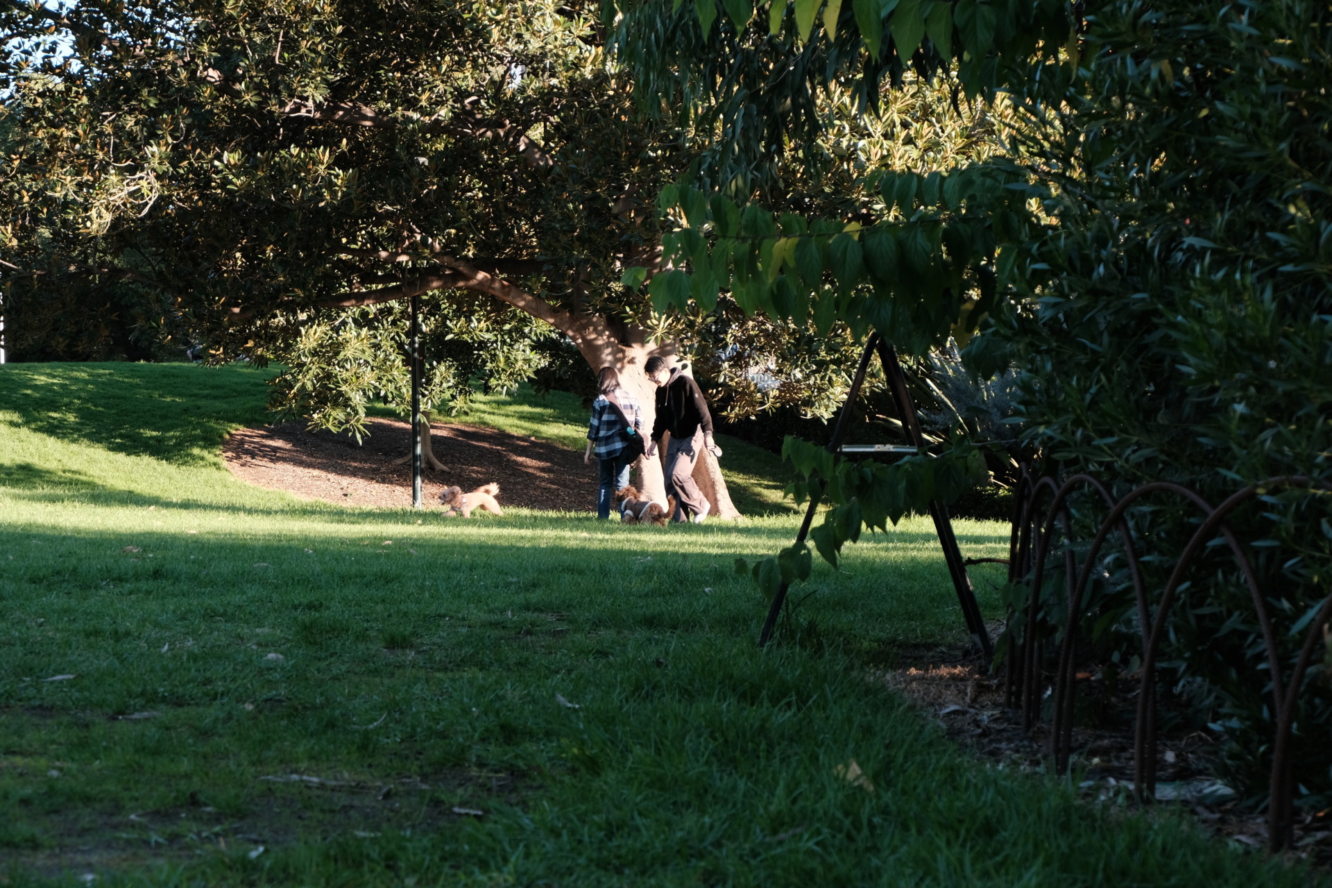 Melbourne is blessed with many green spaces where dogs and their owners can exercise freely. Photo by Yiran.