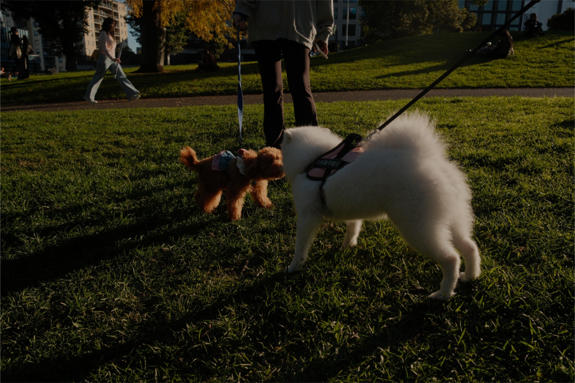 Two dogs meet in a park. The social life of animals is an important part of their wellbeing. Photo by Yiran Sun.