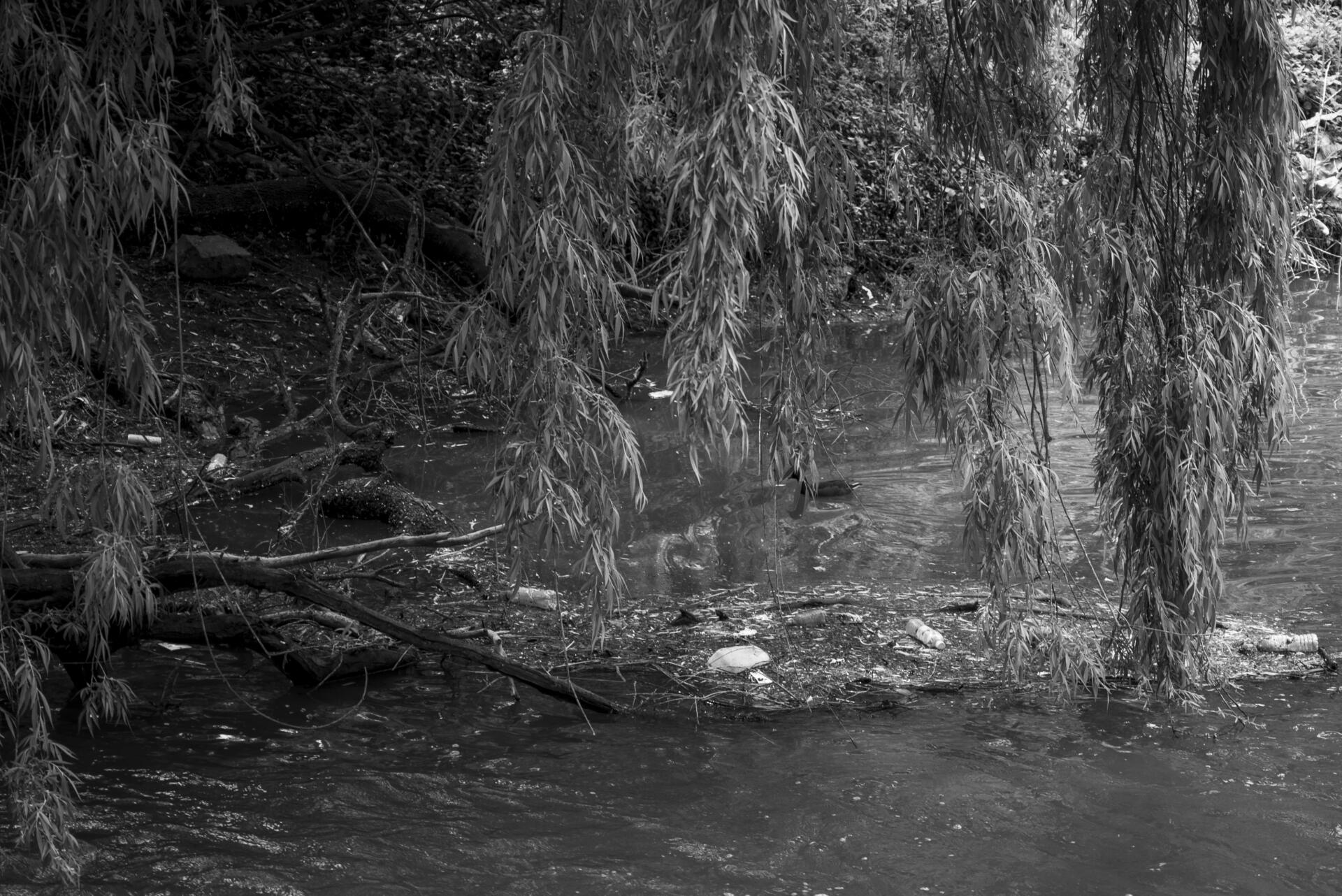 A dusky moorhen swimming into a rubbish-filled Merri Creek bank. Rubbish washes into the creek from surrounding suburb drains, especially after it rains. Locals use the creek trail for exercise, commuting and leisure, while many animals call it home. Most creek maintenance is done by community volunteers. Photo by Ruby Perryman