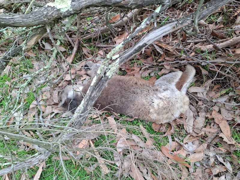 According to Coutts, the sight of dead koalas has become an increasing occurrence over recent months. Photo supplied by Scott Coutts.