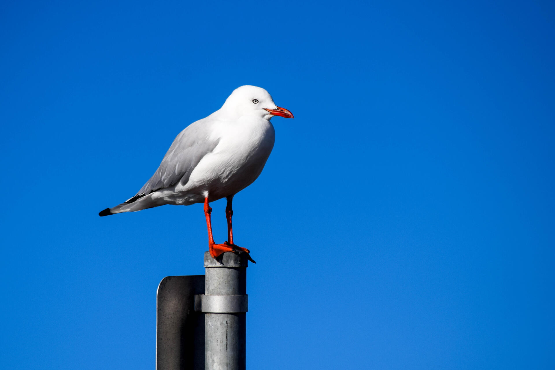 https://the-citizen-web-assets-us.s3.amazonaws.com/uploads/2025/12/11144231/Silver-gull-01-2.jpg