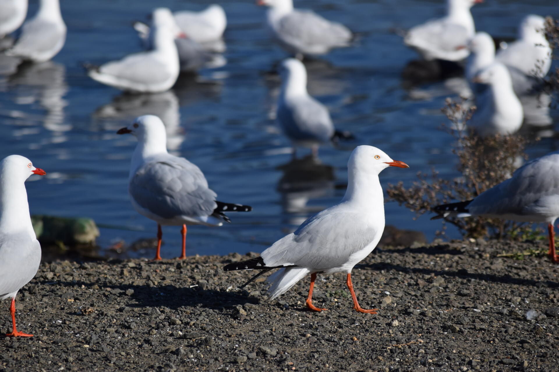 Gone gull: The professional displacement of city birds