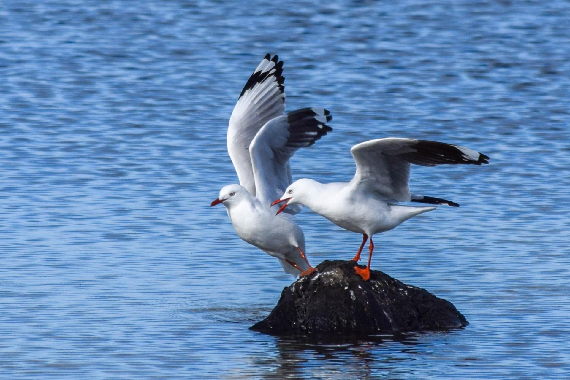 https://the-citizen-web-assets-us.s3.amazonaws.com/uploads/2025/12/11144249/Silver-gull-2.jpg
