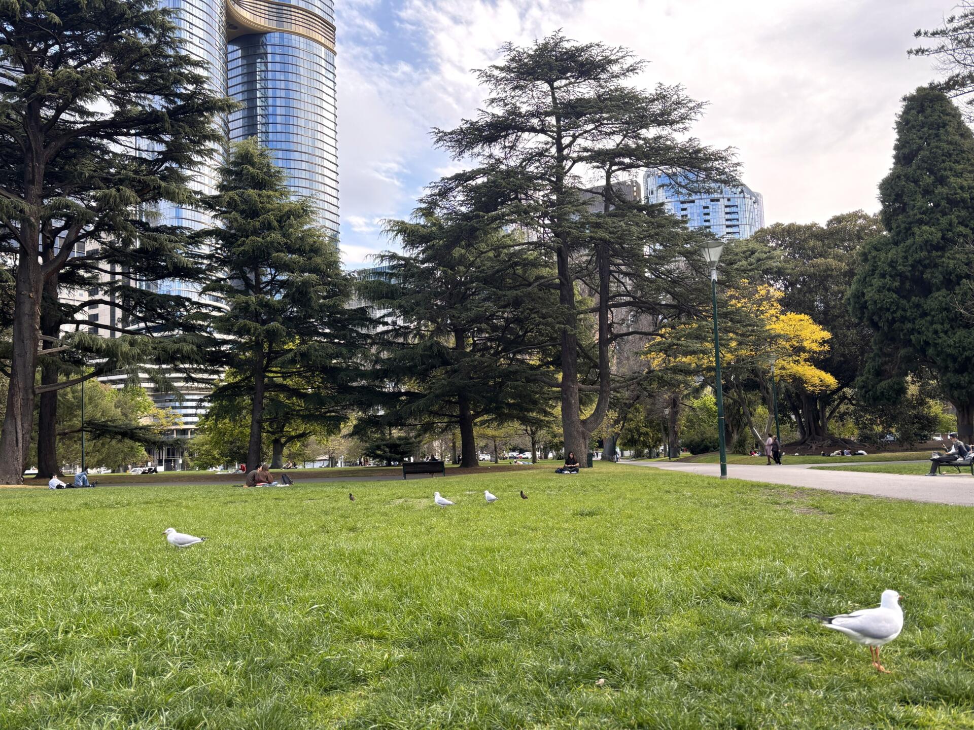 Silver gulls in Carlton Gardens. Photo by Luisa Bonazzoli.