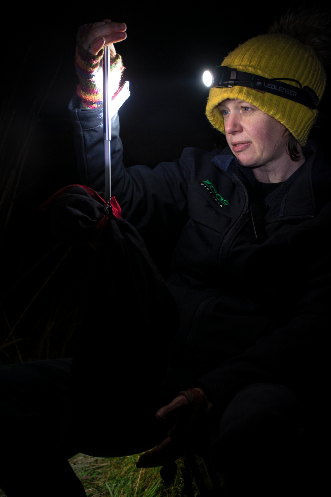 Amy Coetsee uses a hanging scale to weigh a potoroo after retrieving it from a trap. Photo by Ashleigh Wyss.