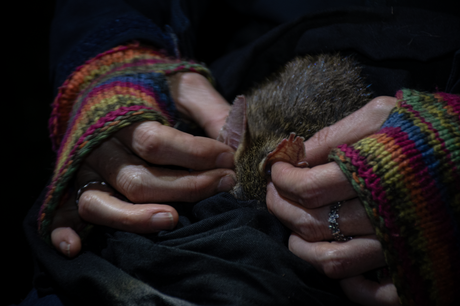 Amy Coetsee inspects a male bandicoot for parasites, his torn ears are a common sight on males, who often get into territorial skirmishes. Photo by Ashleigh Wyss.
