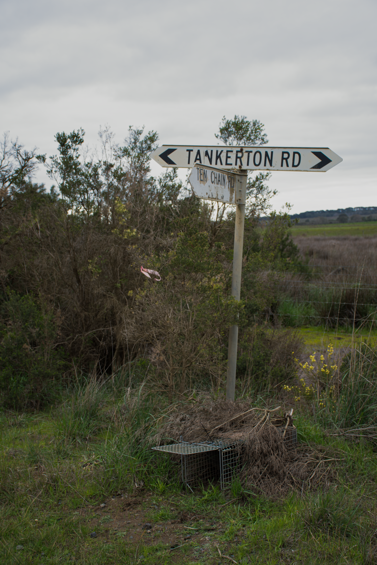 The traces of the feral cat management project are easy to spot across the island in the form of pink tape strips, signalling camouflaged steel traps hidden in the brush around them. Photo by Ashleigh Wyss.