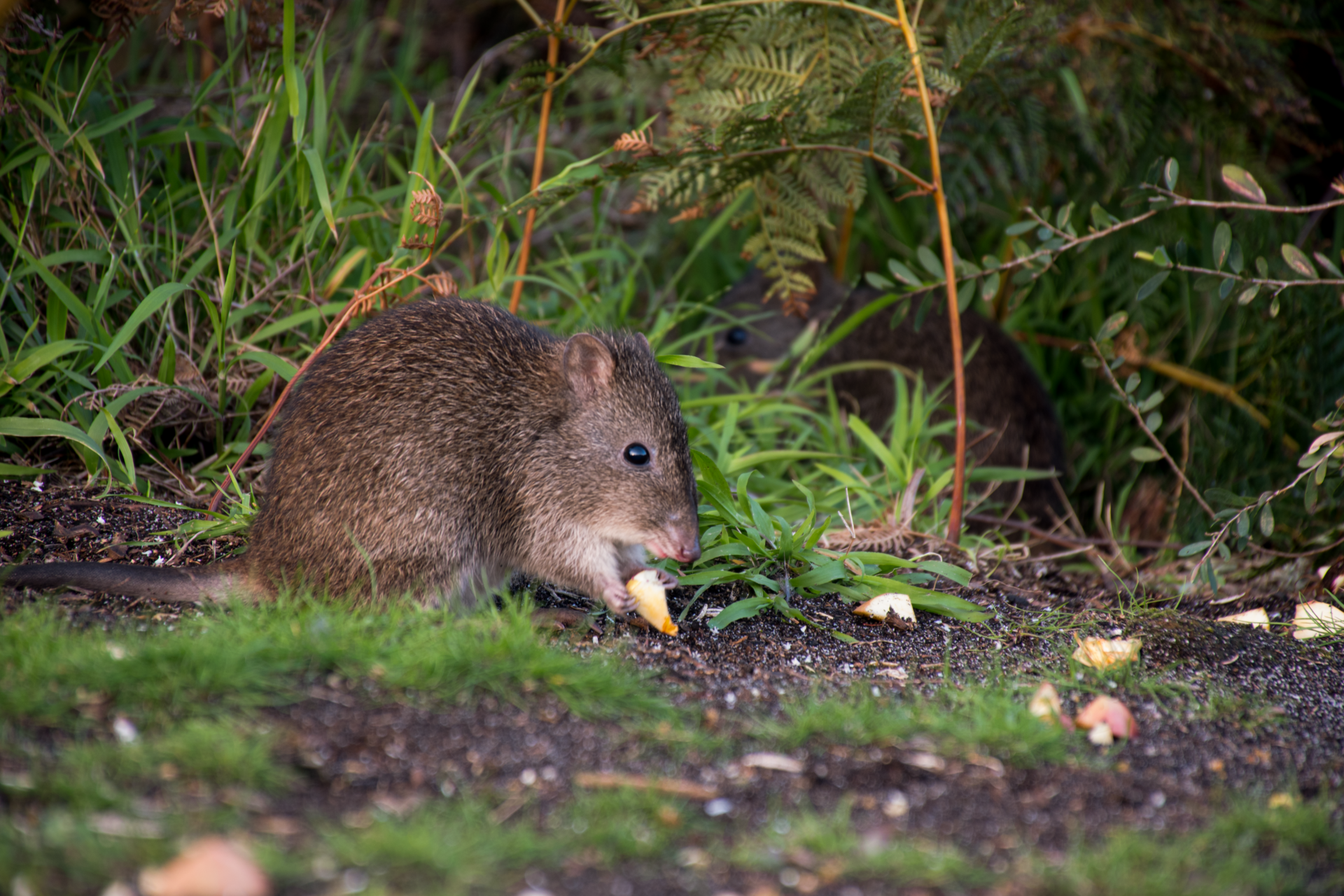 Two well-fed potoroos lingering skeptically at the edge of national park and garden where they have been provided with their dinner. Photo by Ashleigh Wyss.