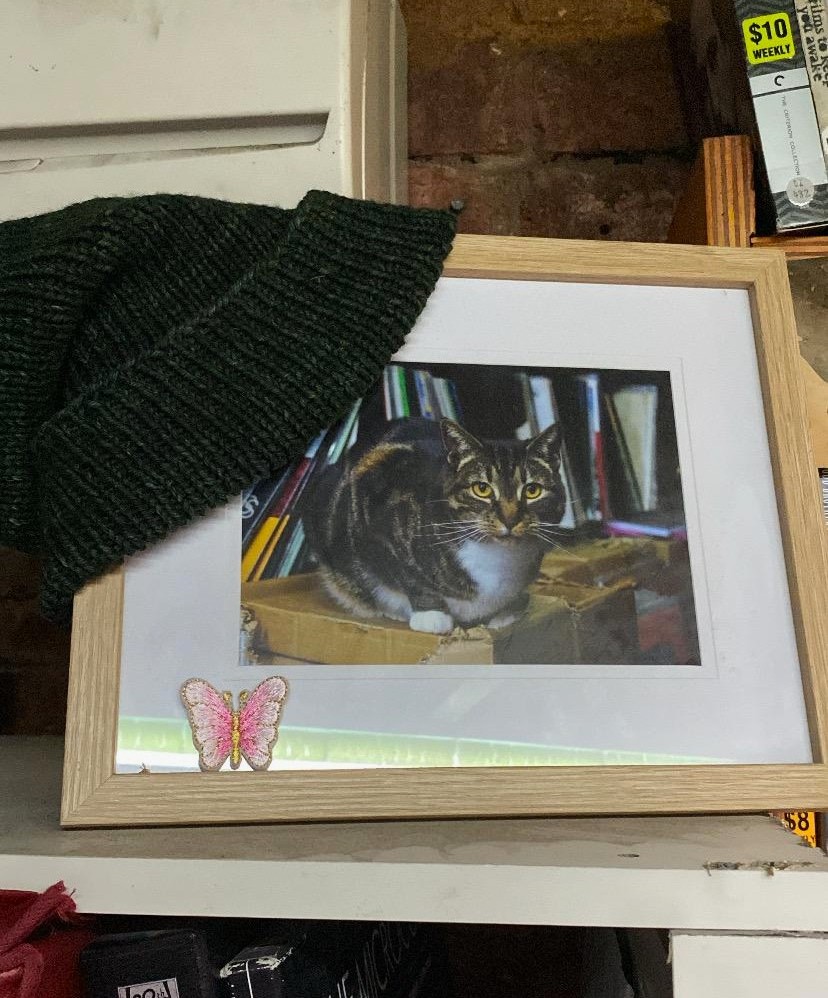 Picture Search&rsquo;s resident cat, Wombat. Image: Anna Raimondi.